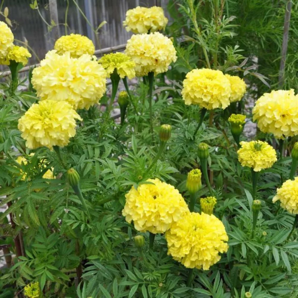 Kookossamettikukka 'Alaska'