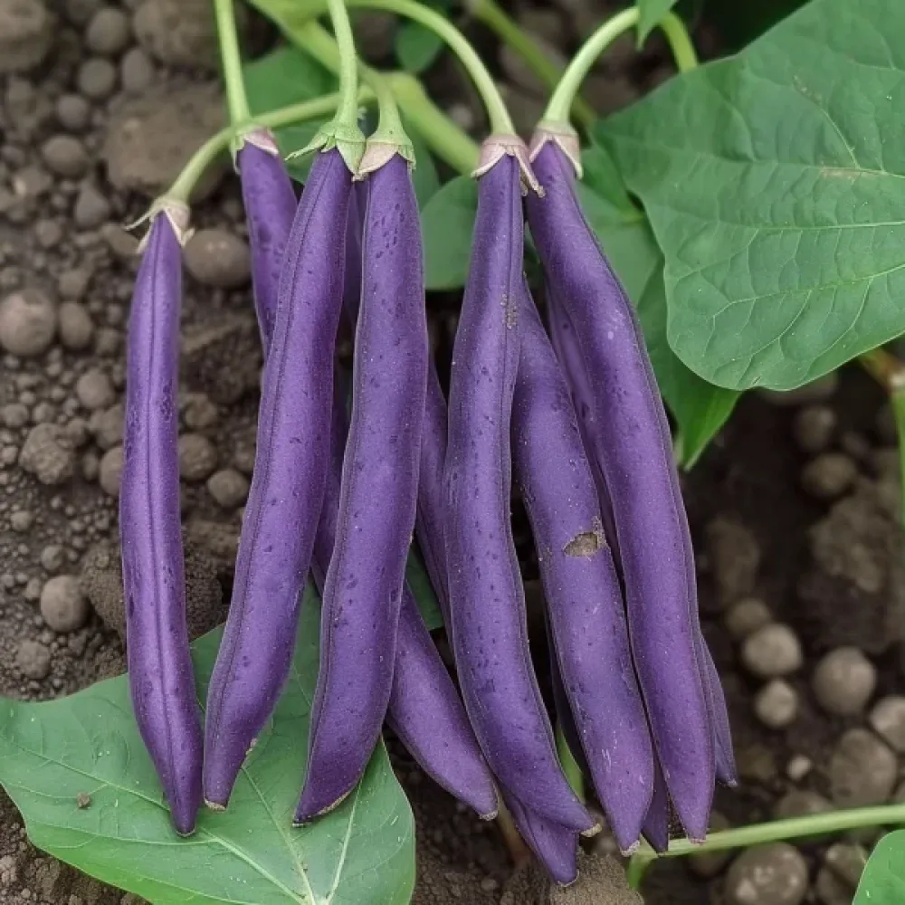 Tarhapapu 'Purple Teepee'