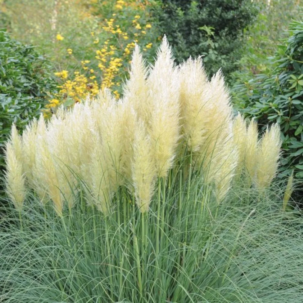Pampaanruoho 'Pampas Plume' valkoinen