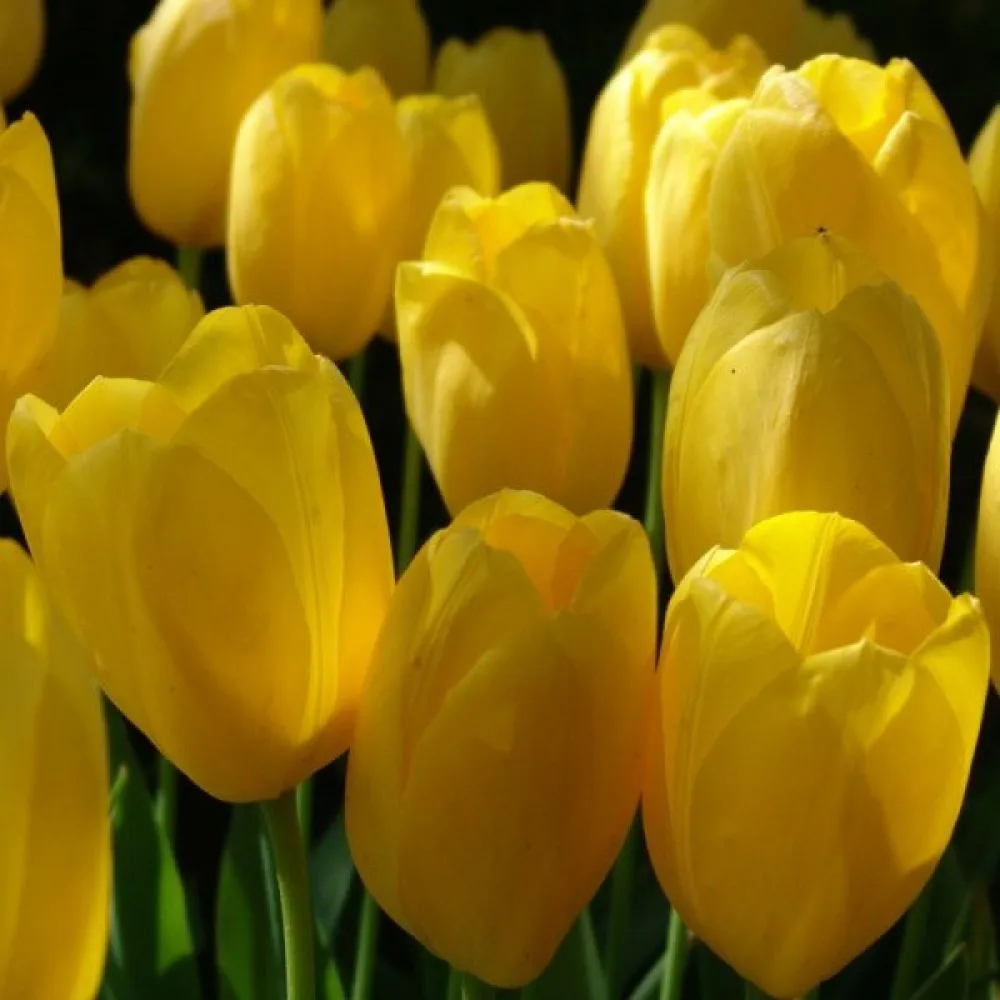 Tulppaani 'Big Smile'