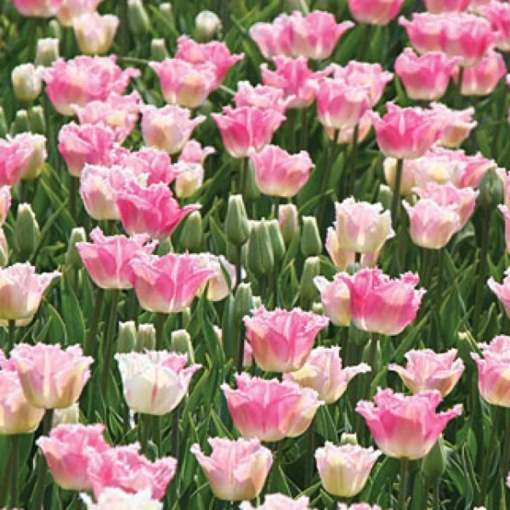 Tulppaani 'Izumi'