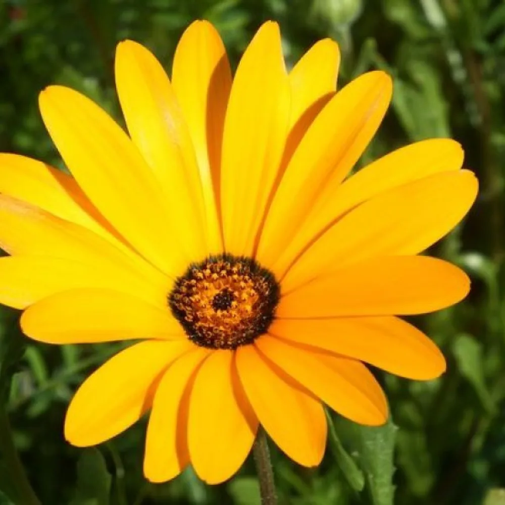 Kapinkehäkukka 'Yellow Queen', keltainen