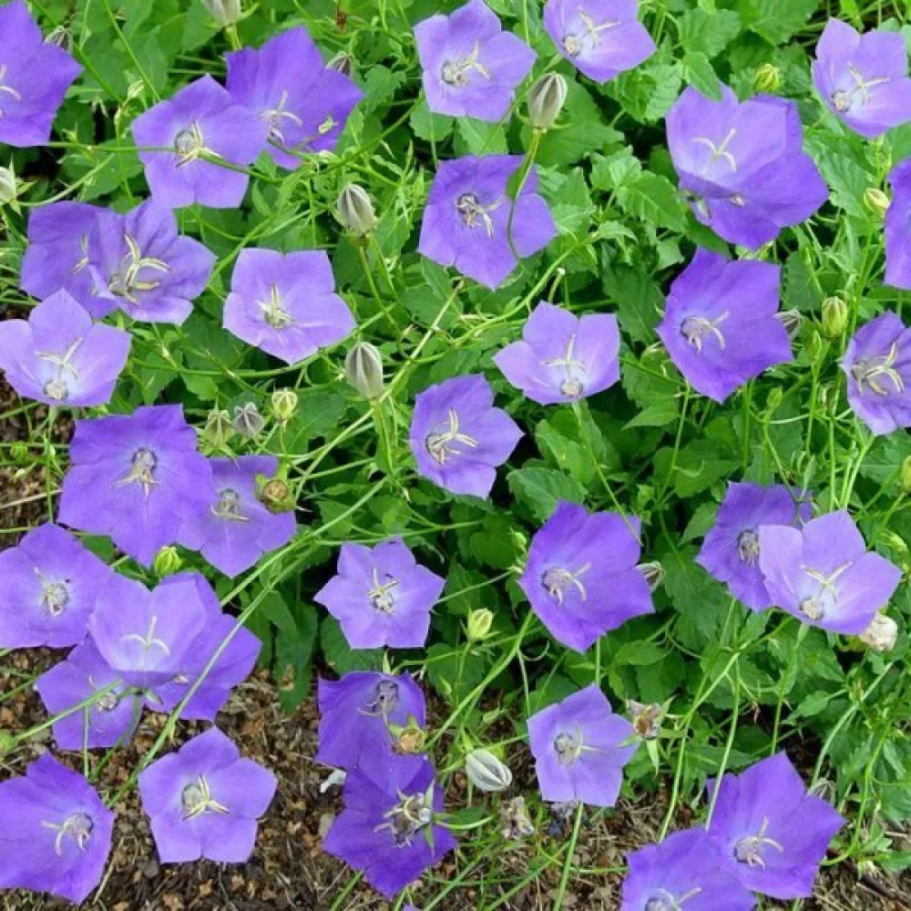 Karpaattienkello Campanula carpatica – sininen