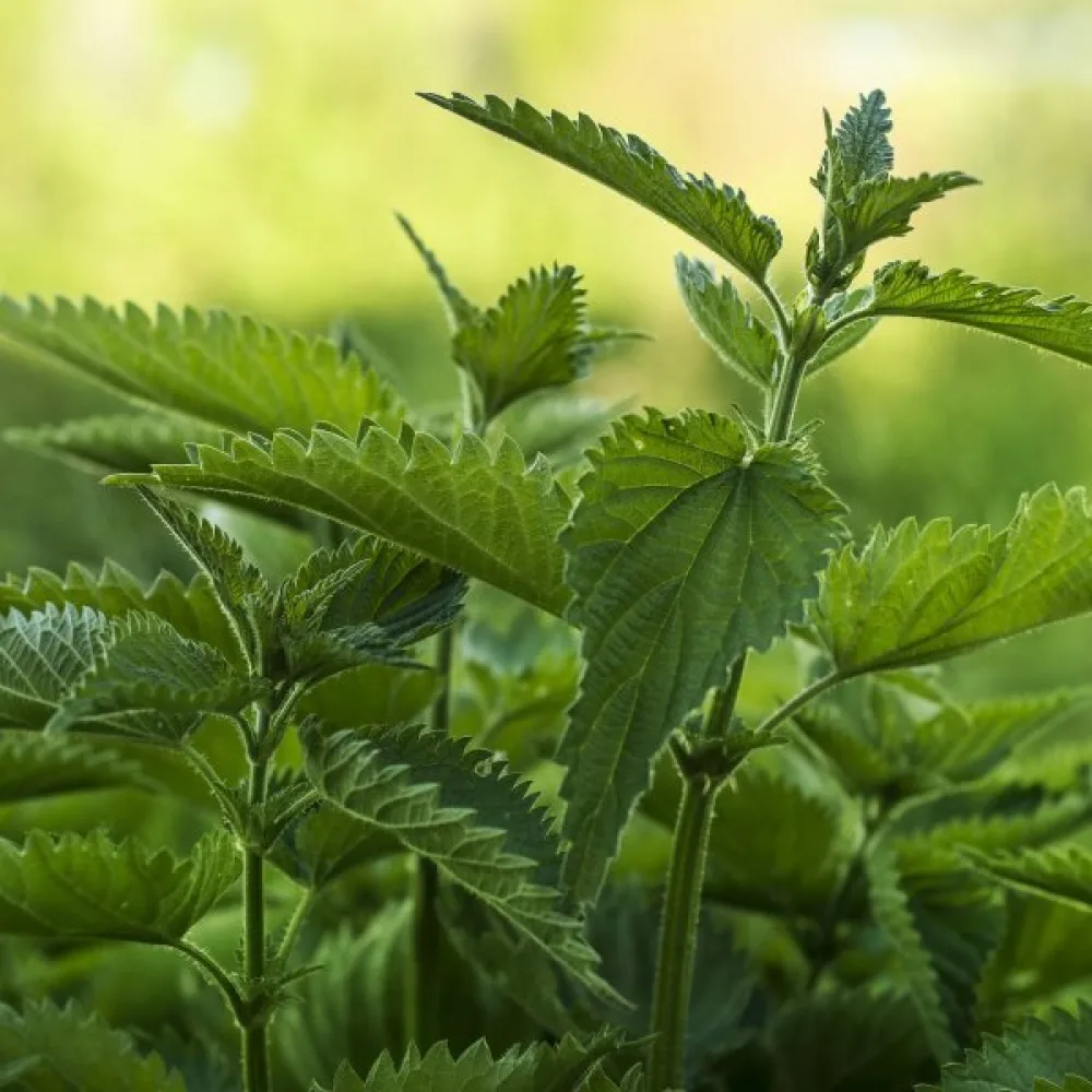 Nokkonen Urtica dioica