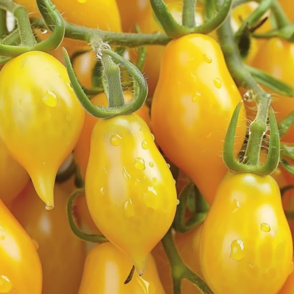 Kirsikkatomaatti 'Yellow Pearshaped'