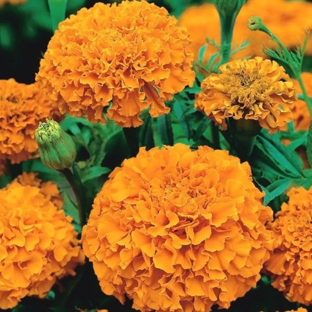 Kookossamettikukka 'Orangeprinz'