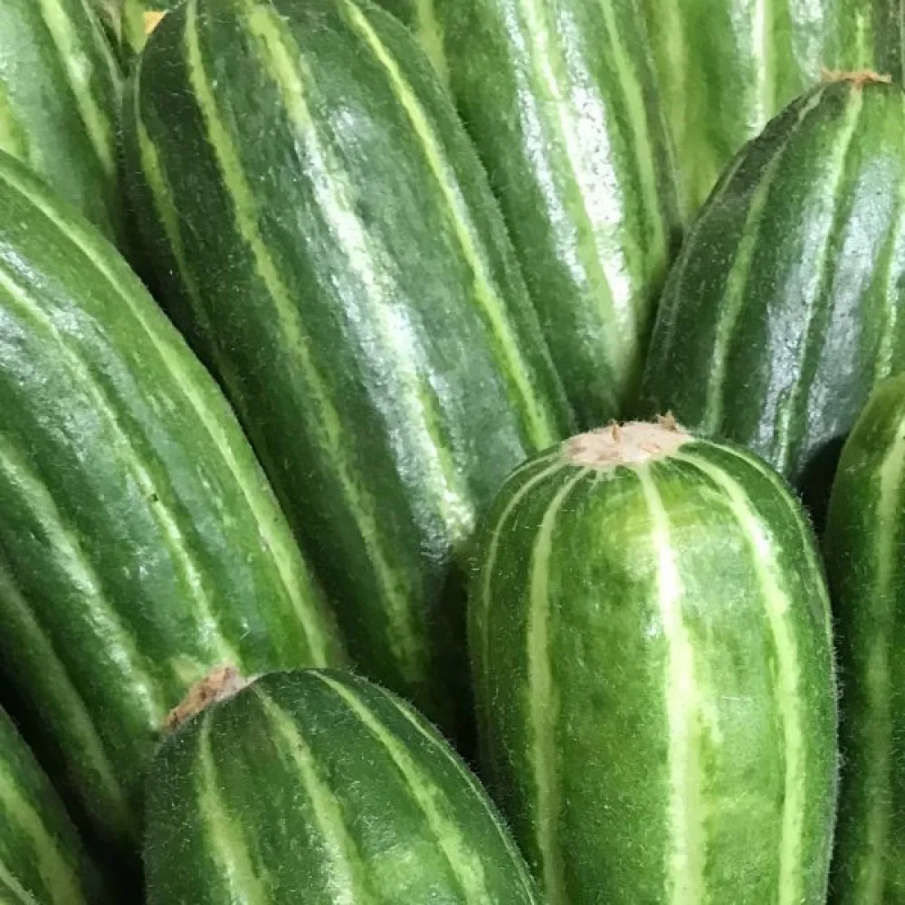 Melonikurkku 'Carosello Barese'