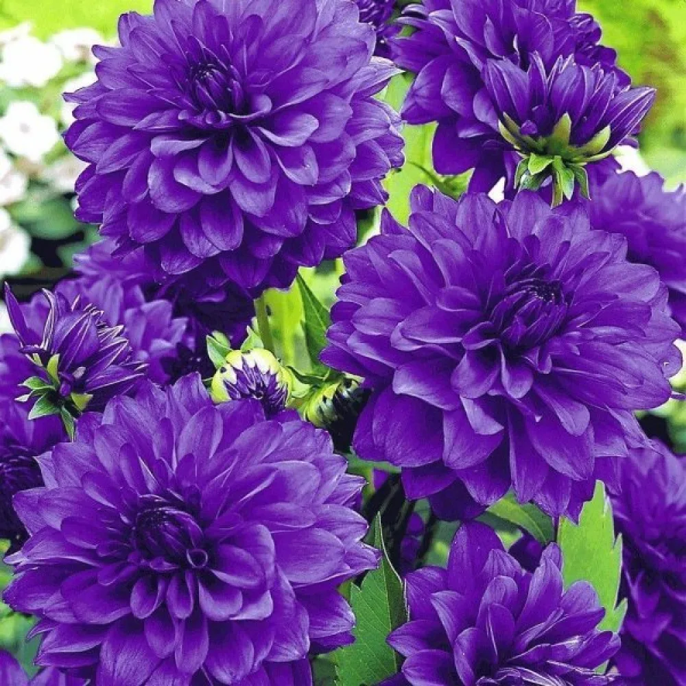 Tsinnia 'Super Yoga Purple'