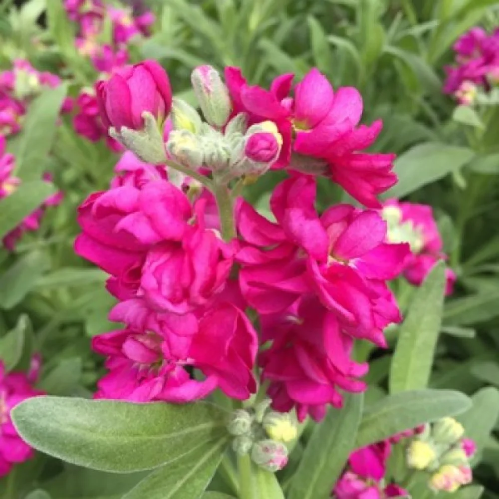 Kesäleukoija Matthiola incana, vaaleanpunainen