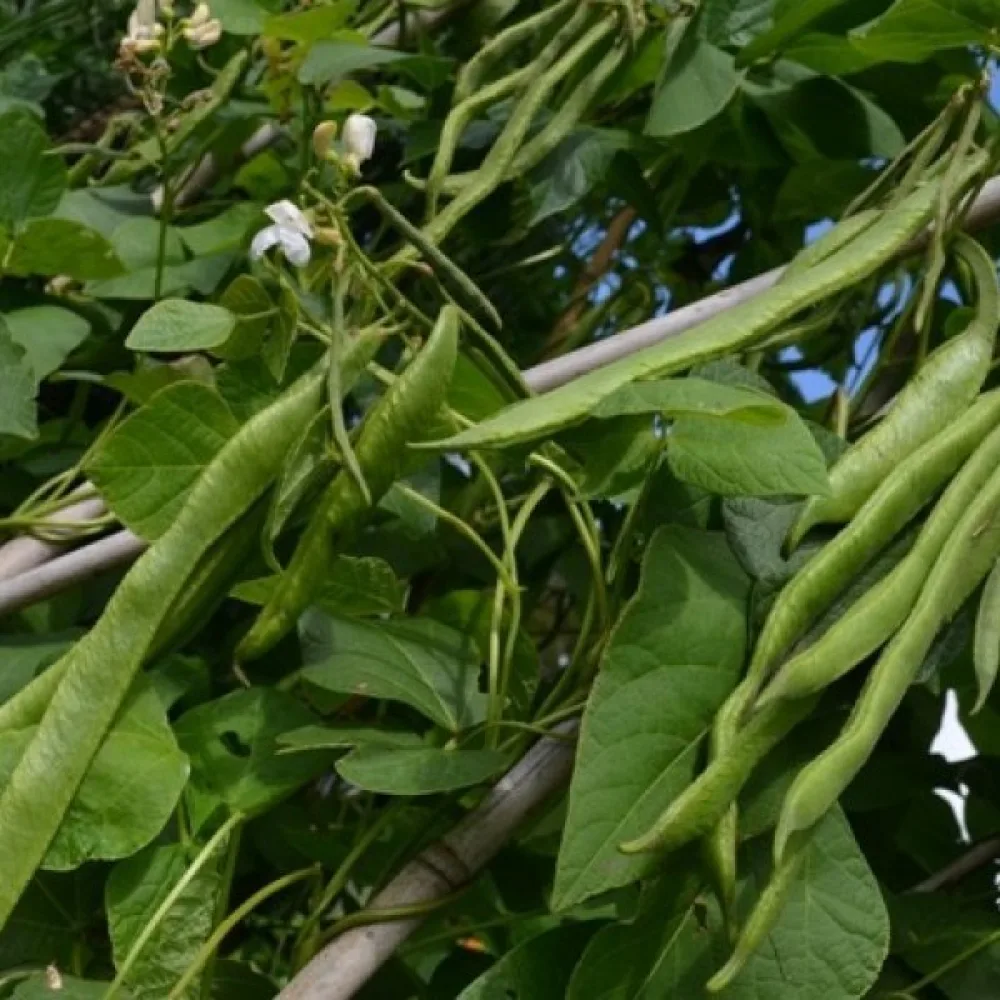 Ruusupapu 'Emergo'