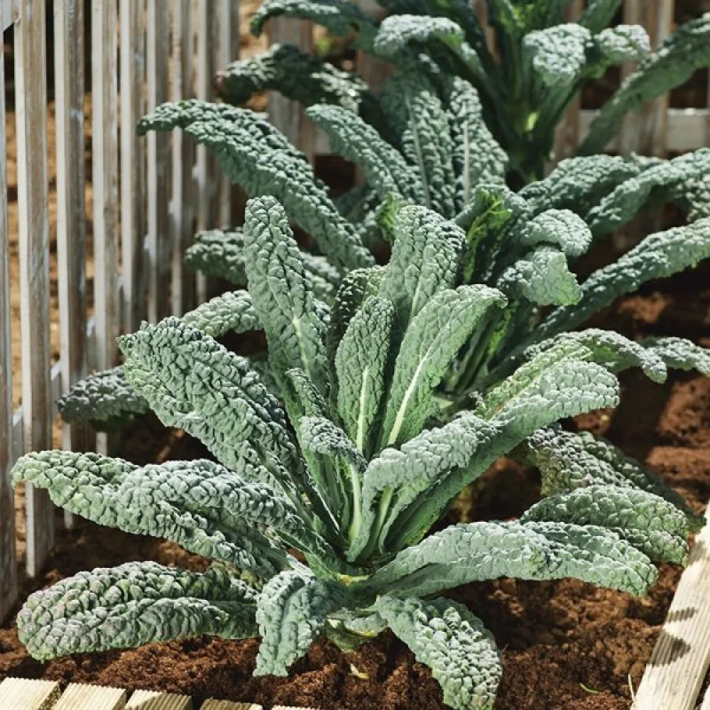 Lehtikaali 'Nero di Toscana'