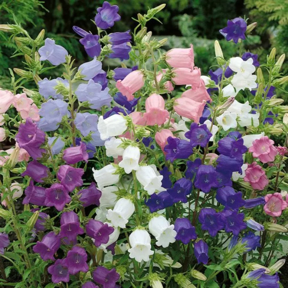 Kesäkello Campanula medium – sekoitus