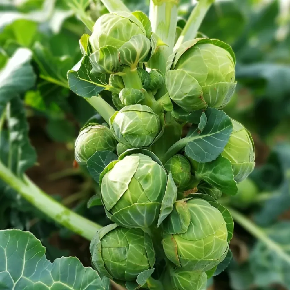 Ruusukaali 'Groninger'