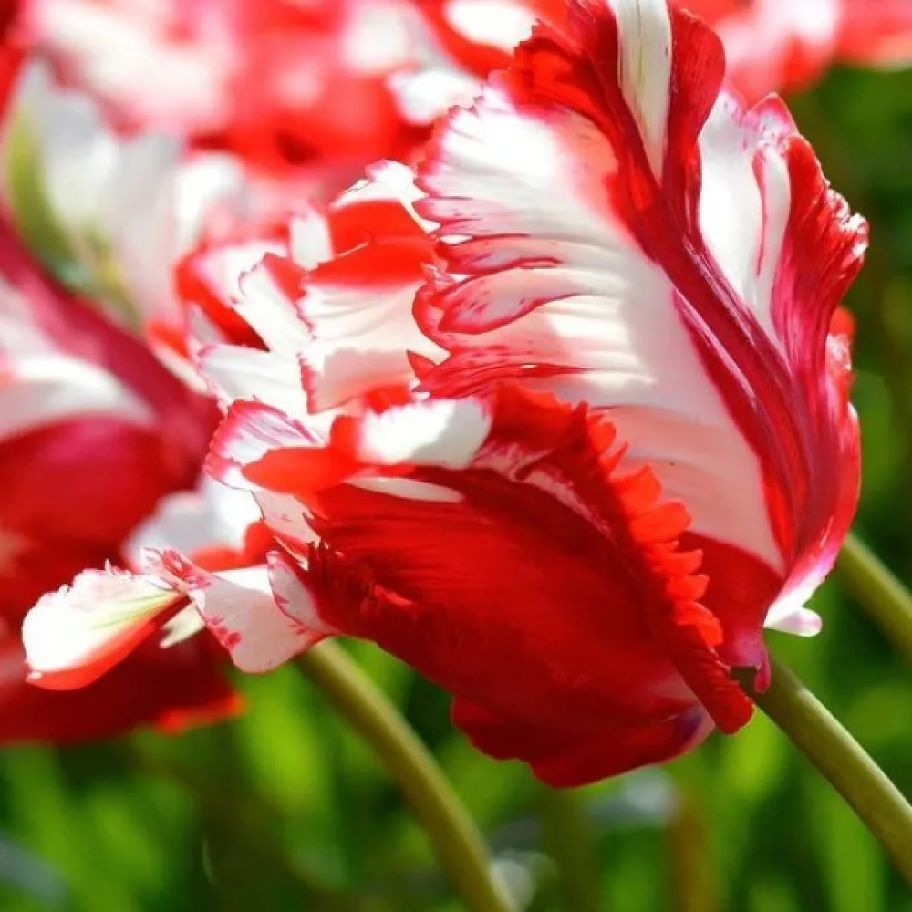 Tulppaani 'Estella Rijnveld'