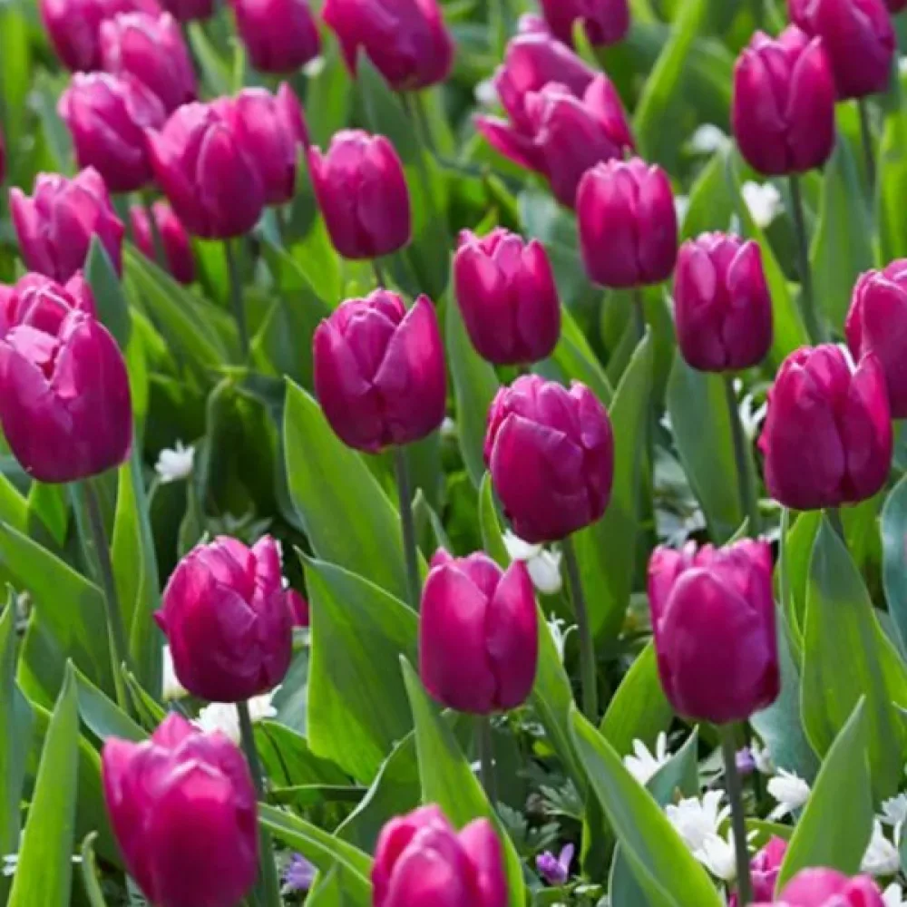 Tulppaani 'Purple Prince'