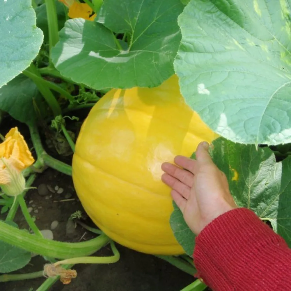 Kurpitsa 'Yellow Giant'