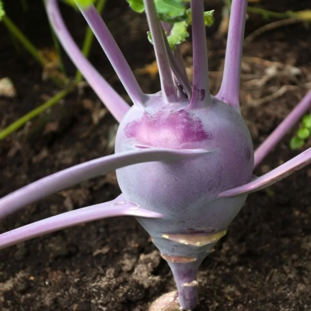 Kyssäkaali 'Purple Vienna'