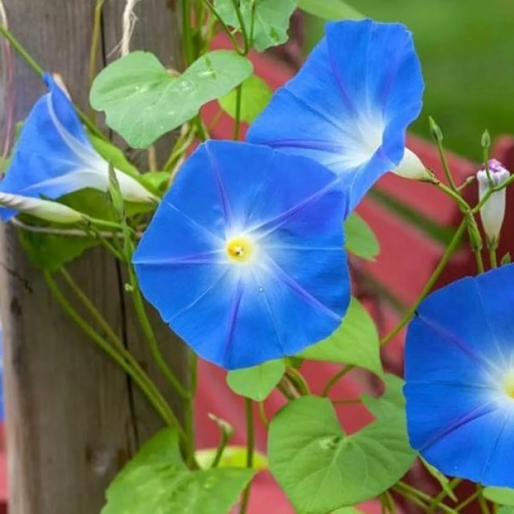 Elämänlanka 'Heavenly Blue'