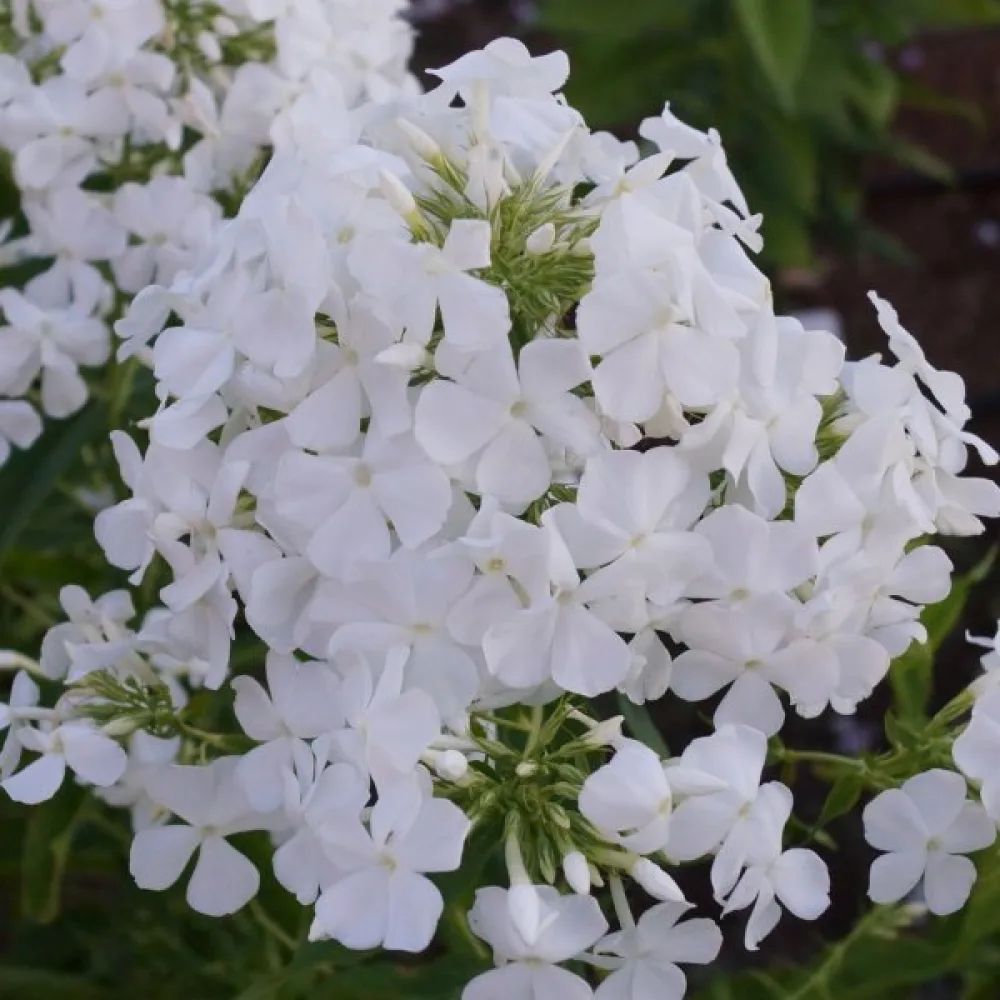 Kesäleimu 'Alba'