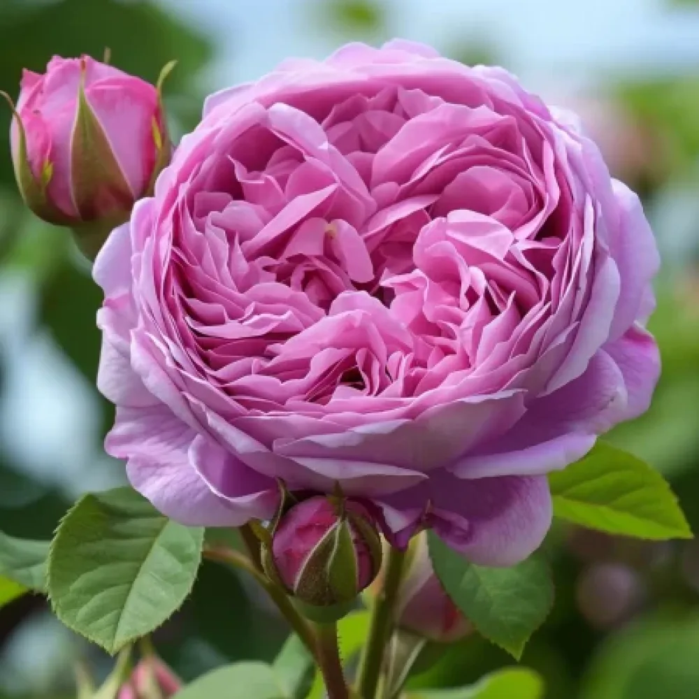 Ruusu 'Revival Blossom' – paljasjuurinen