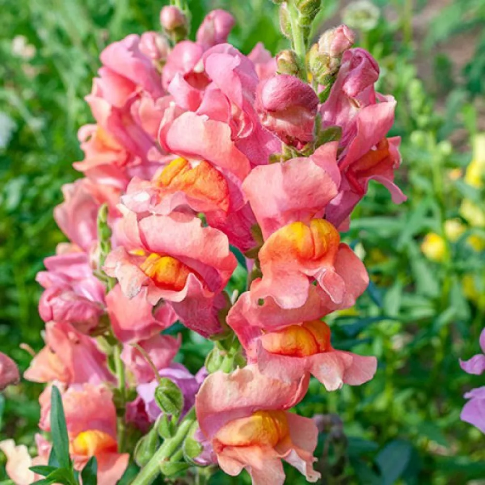 Leijonankita 'Orange Wonder'