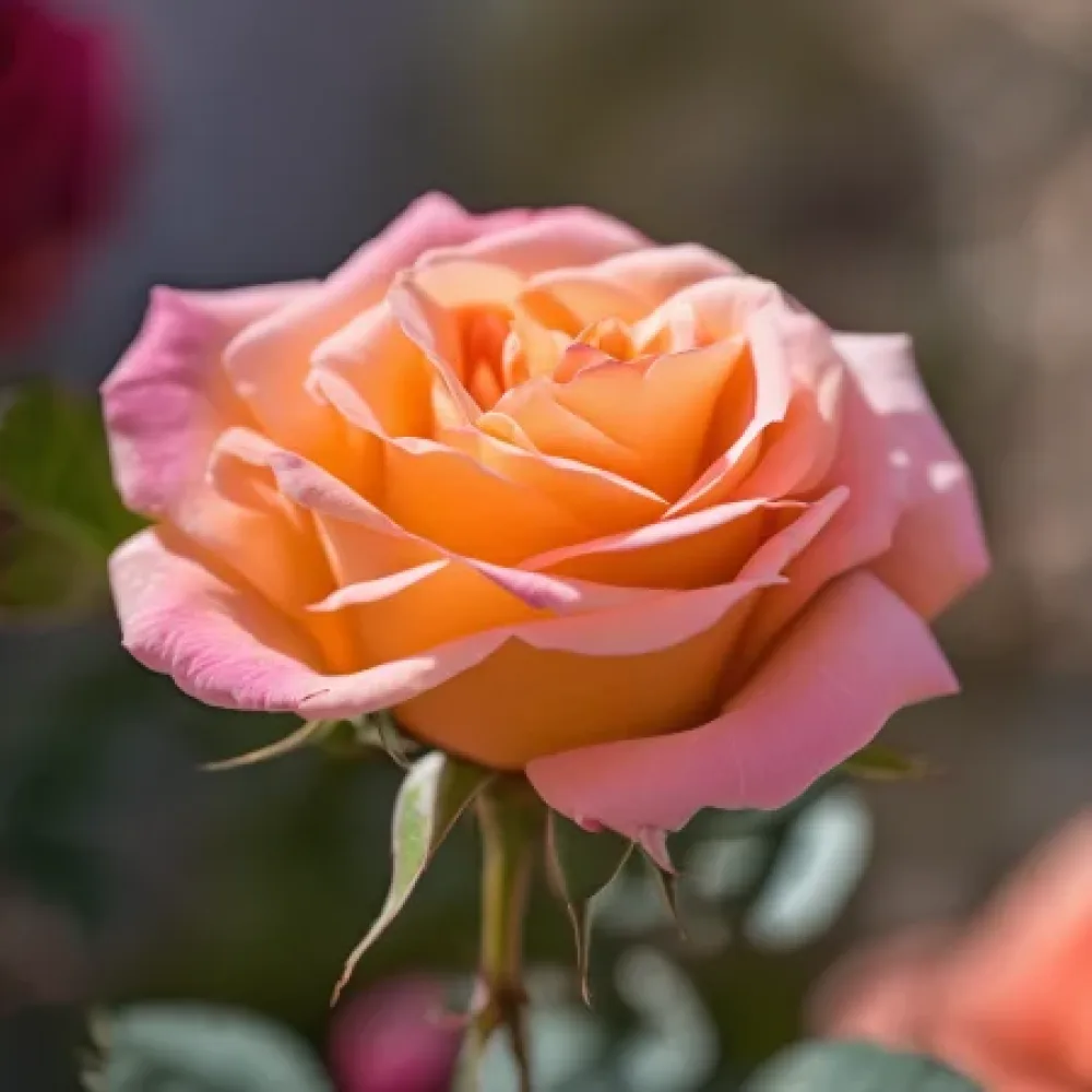 Ruusu 'Crimson Sun' – paljasjuurinen