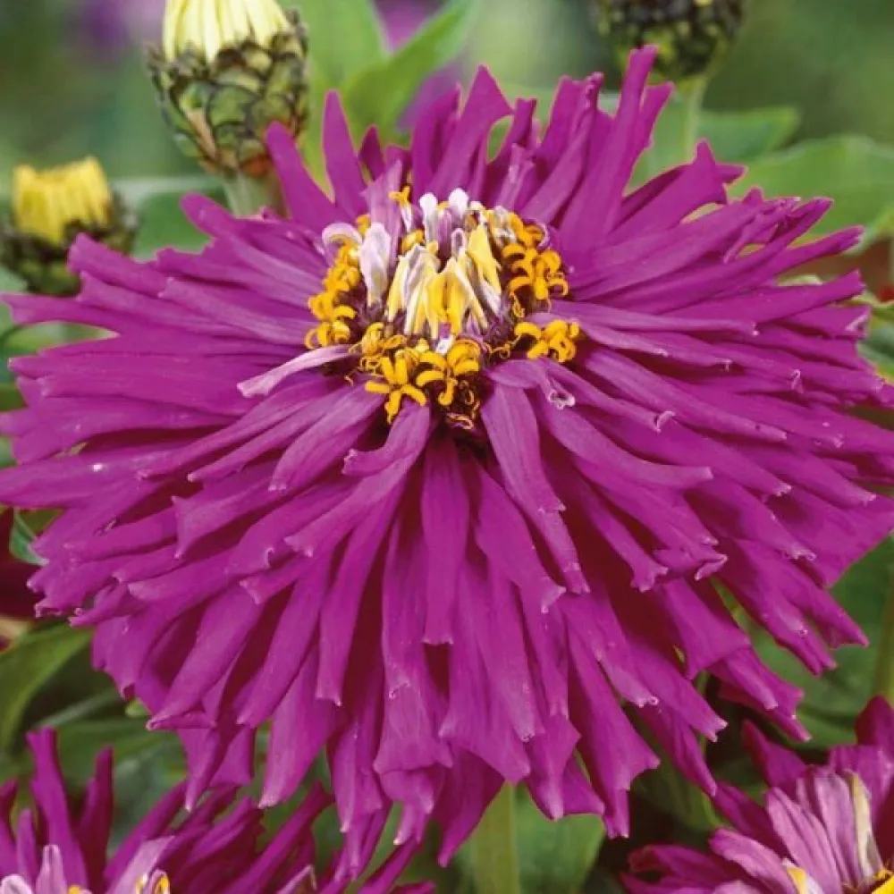 Tsinnia 'Lilac Empress'