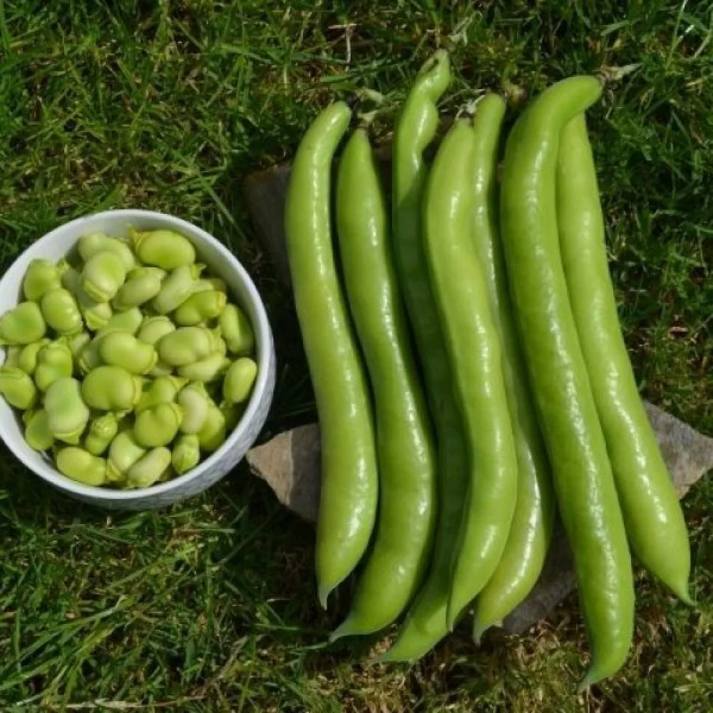 Härkäpapu 'Green Hangdown'
