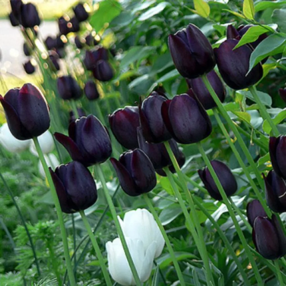 Tulppaani 'Queen of Night'