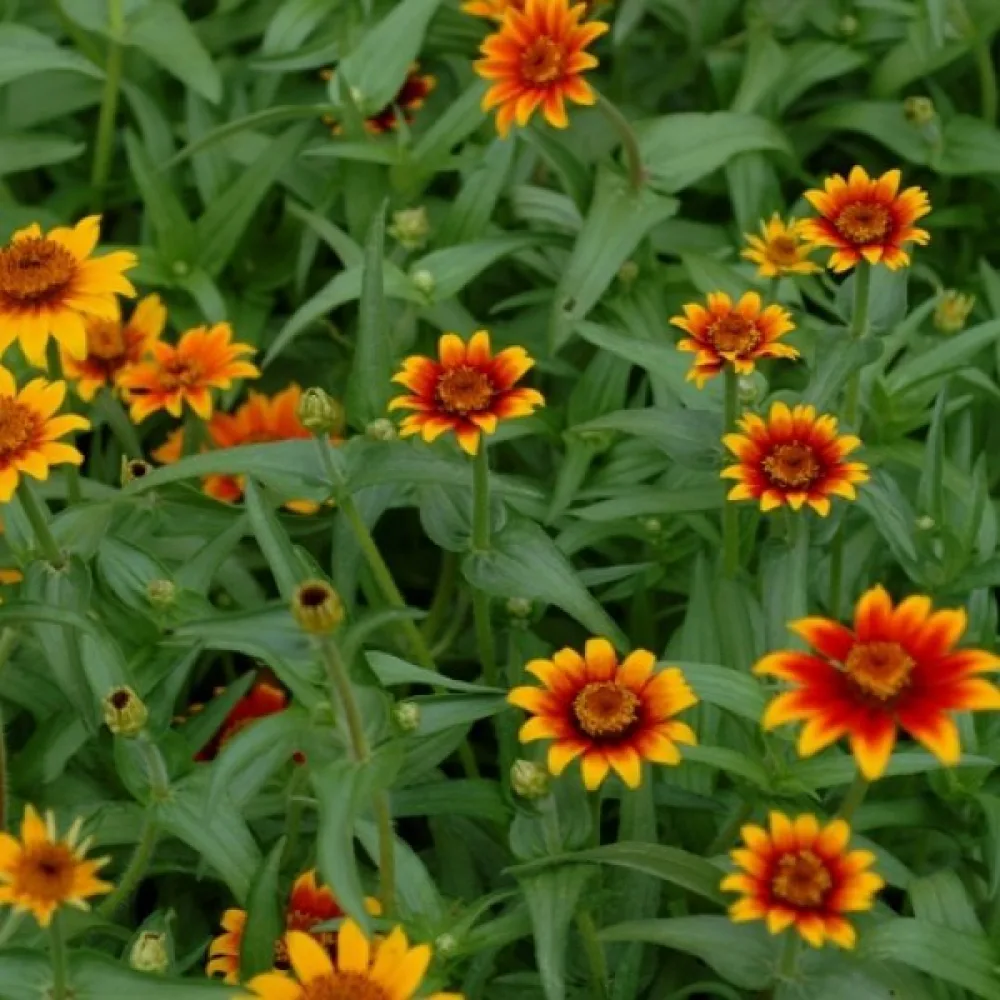 Zinnia haageana 'Old Mexico' (sekoitus)