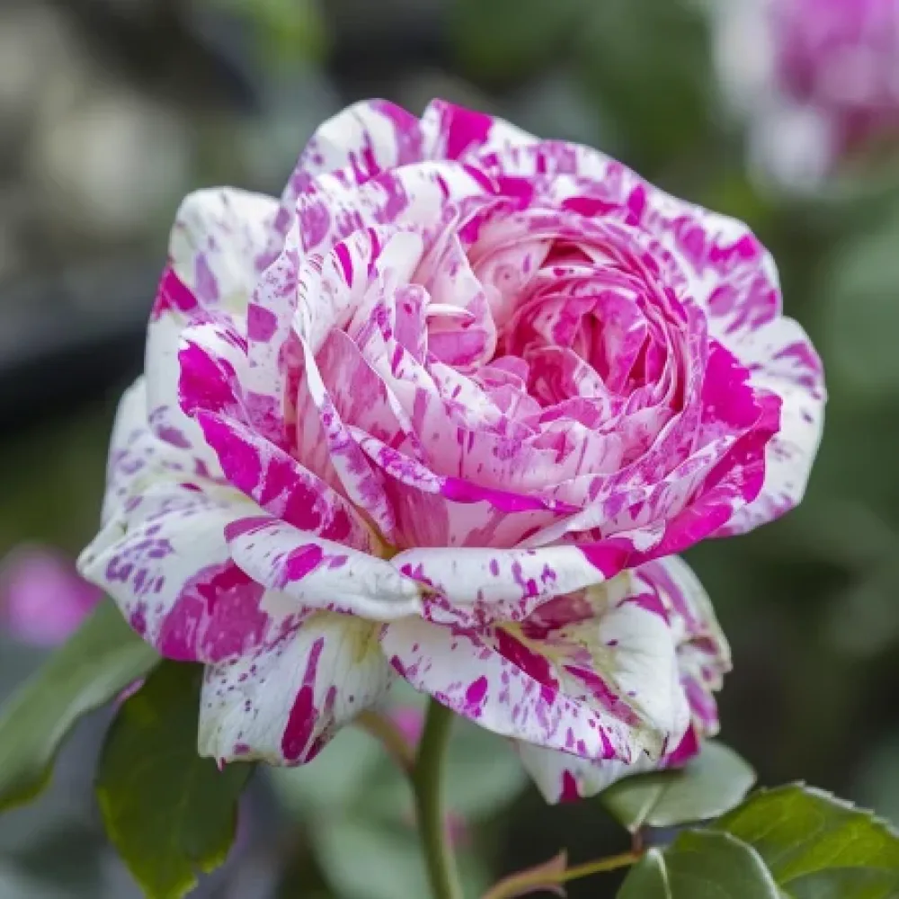 Ruusu 'Bologna Lavender' – paljasjuurinen