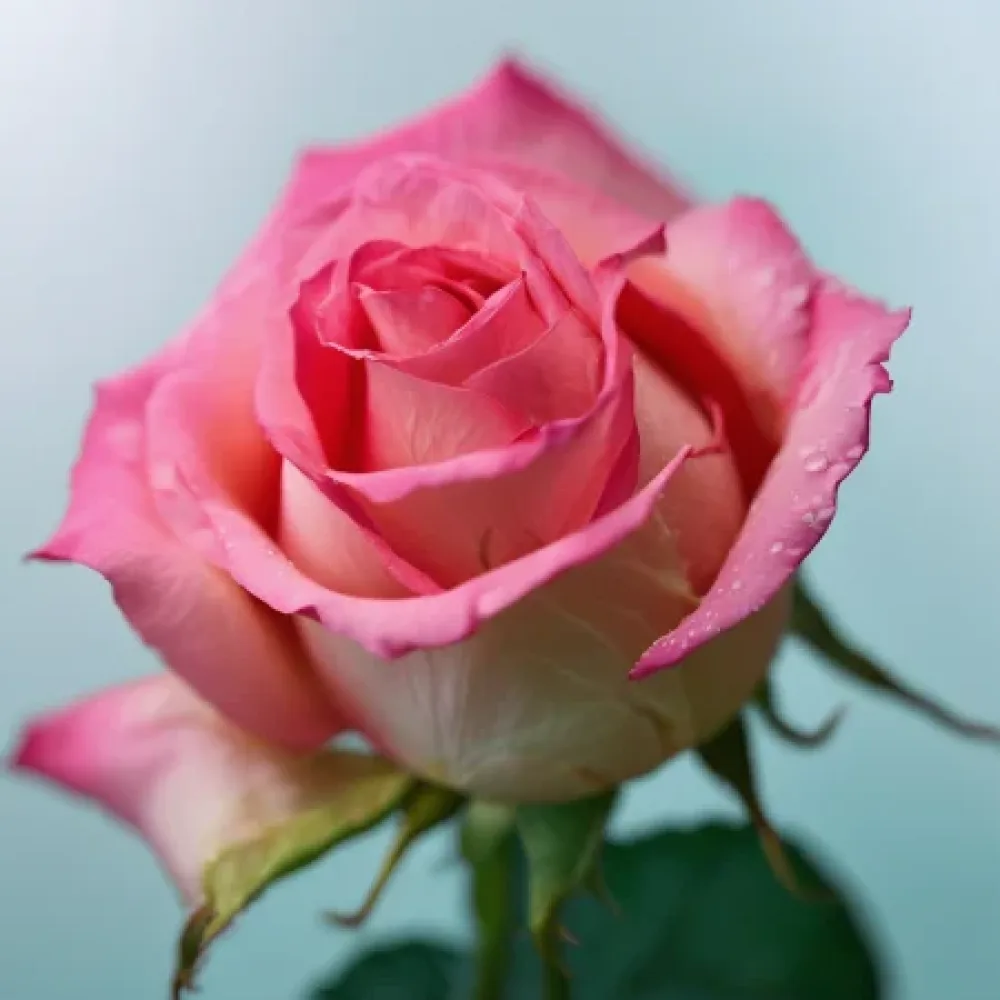 Ruusu 'Moonlit Pink Breeze' – paljasjuurinen