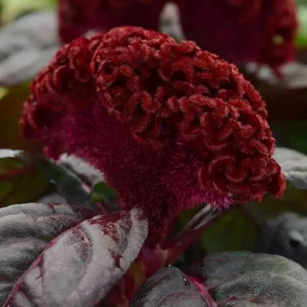 Kukonharja 'Empress', purppuranpunainen
