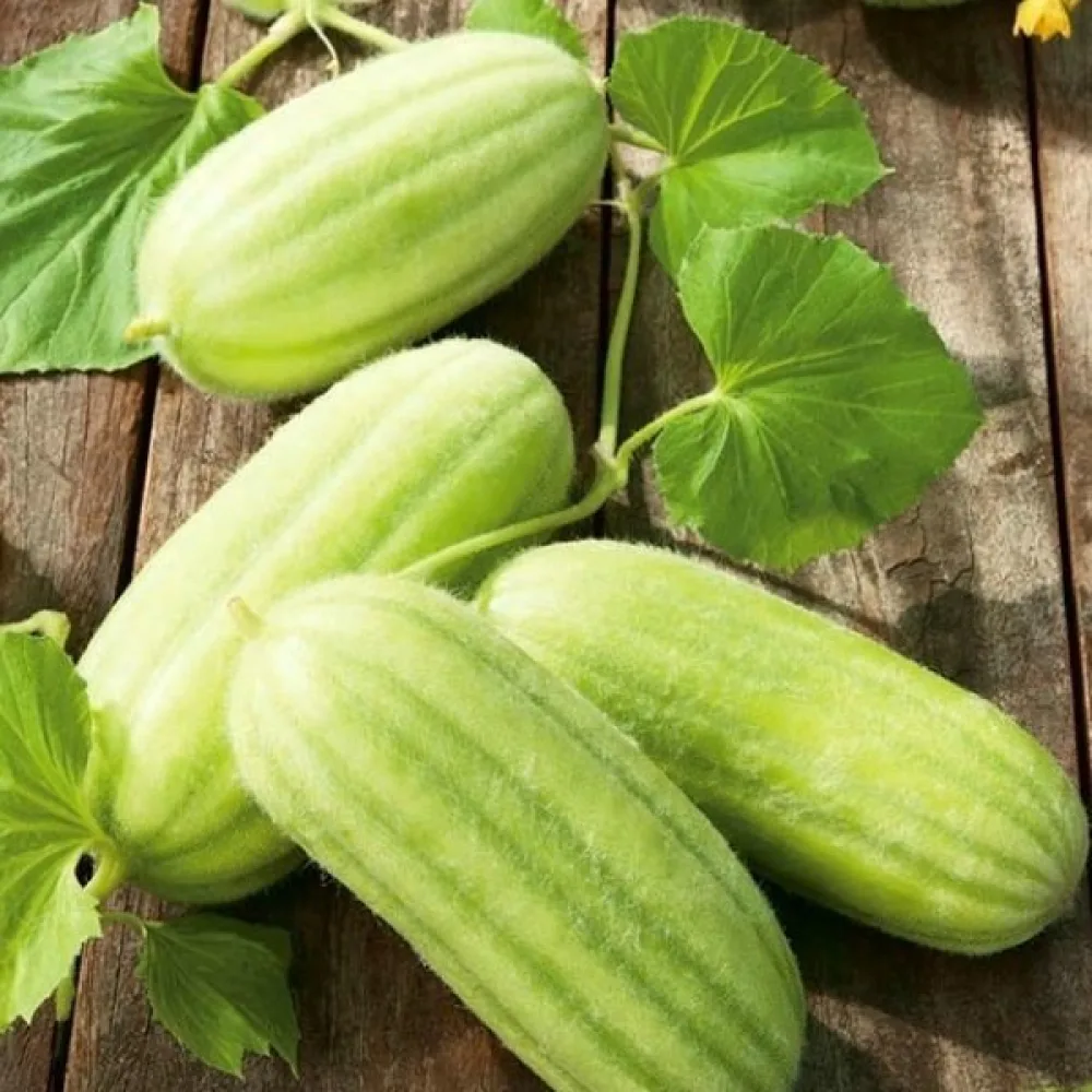 Melonikurkku 'Carosello Barese'