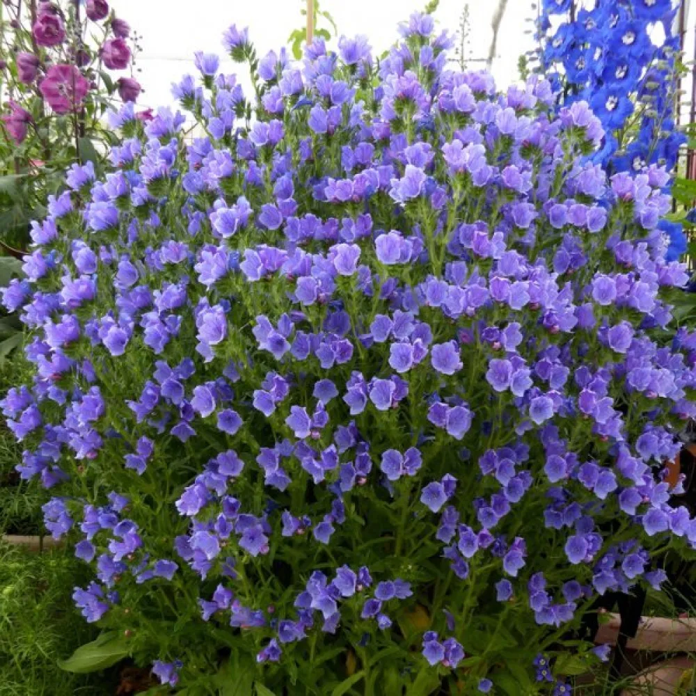 Neidonkieli Echium plantagineum, sininen
