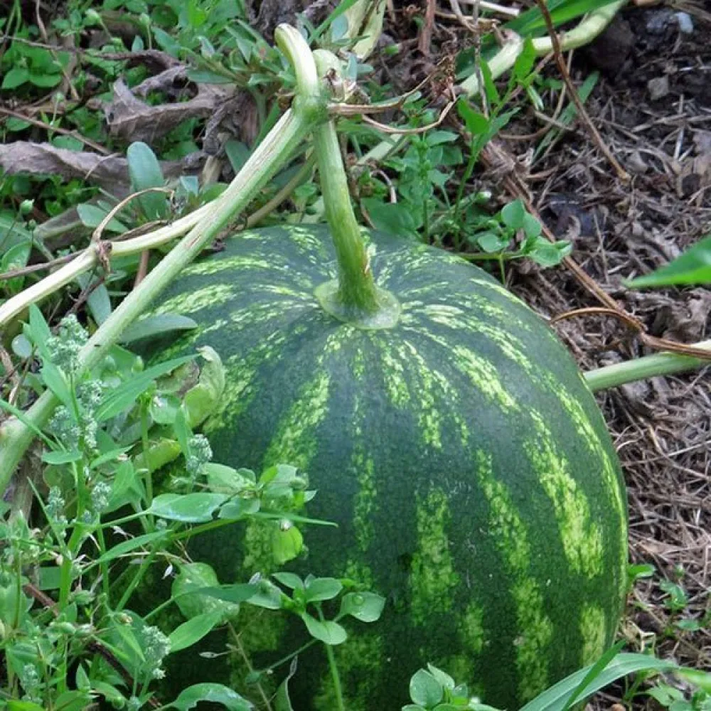 Vesimeloni 'Crimson Sweet' 8–10 kg