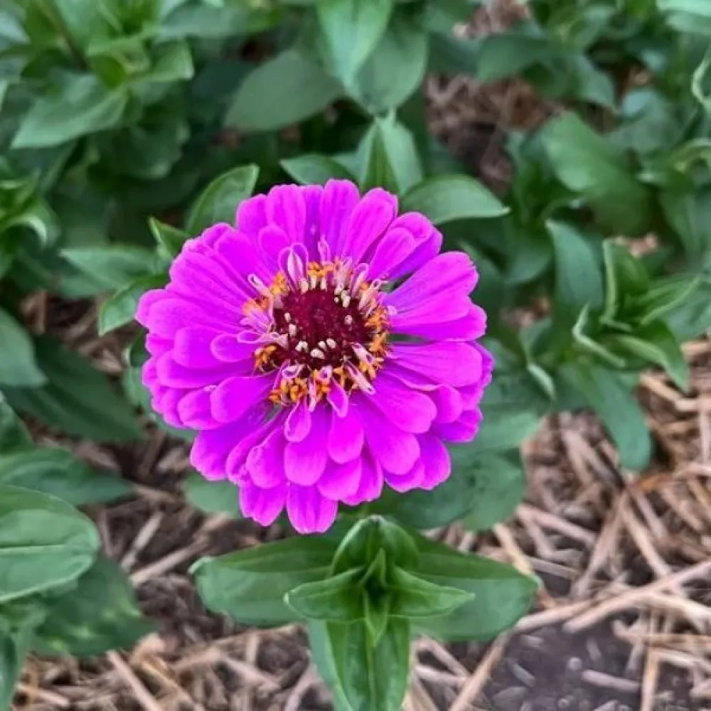 Tsinnia 'Dream'