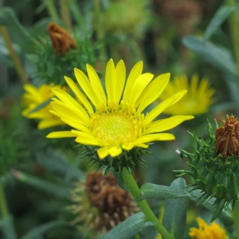 Grindelia