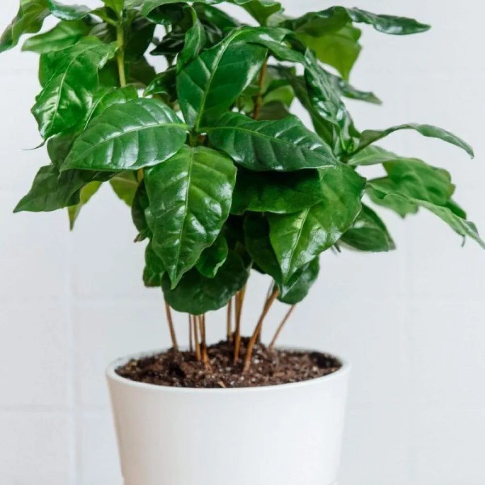 Kahvikasvi Arabica
