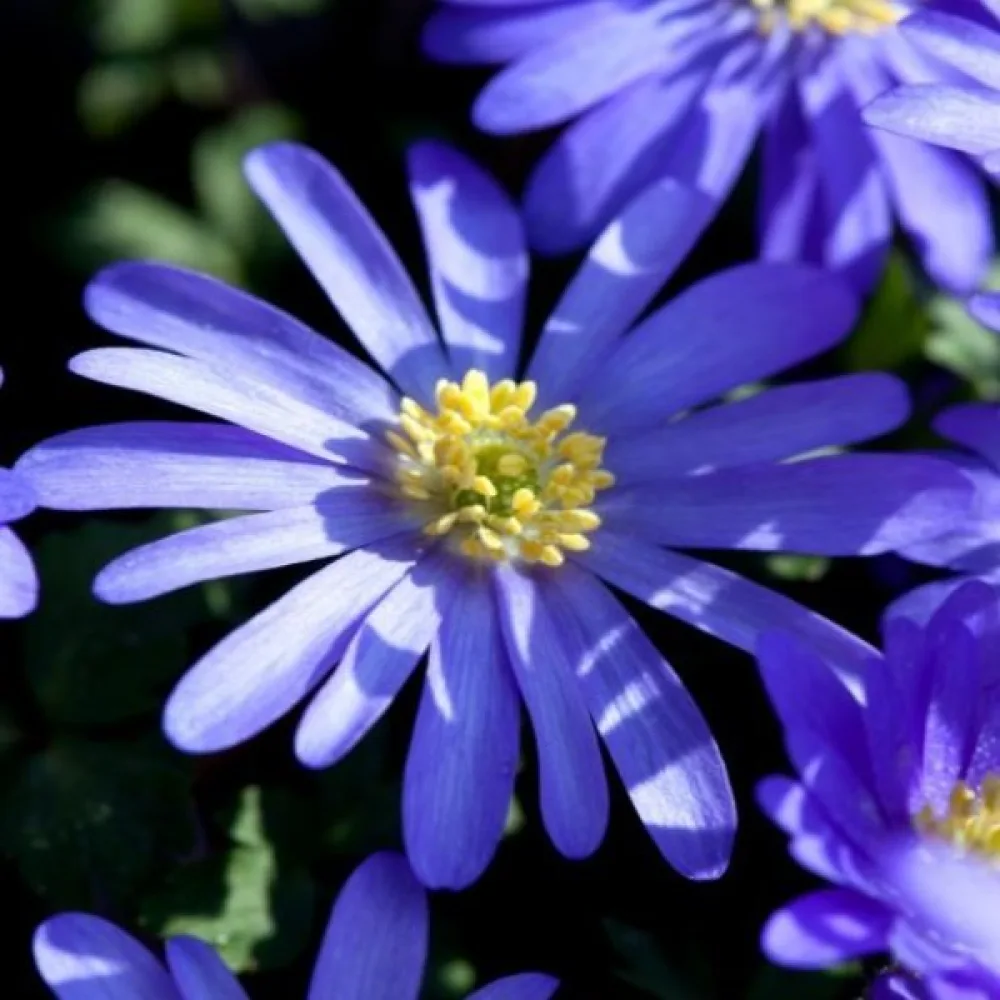 Vuokko 'Blue shades blanda'