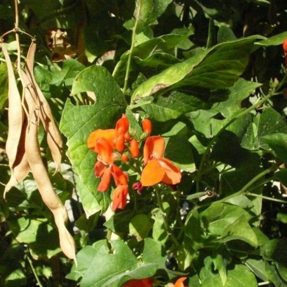 Tarhapapu 'Kinghorn Wax'