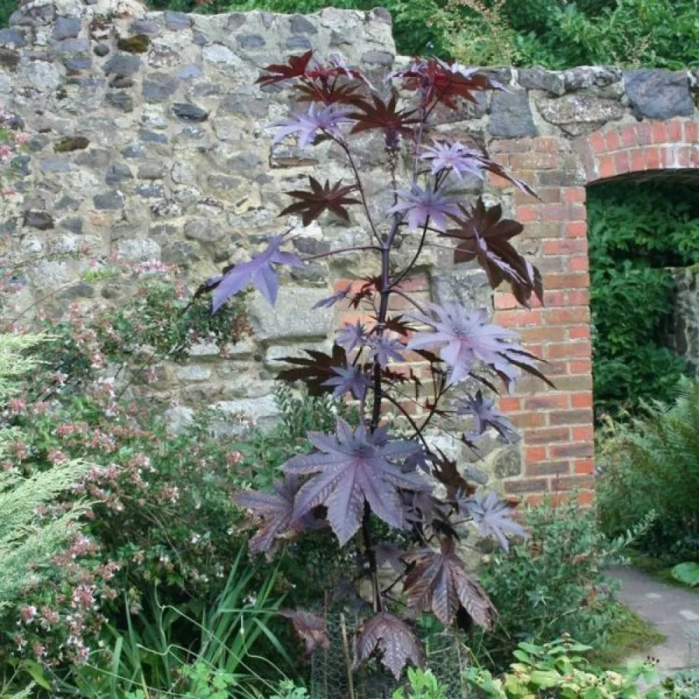 Risiini 'Gibsonii'