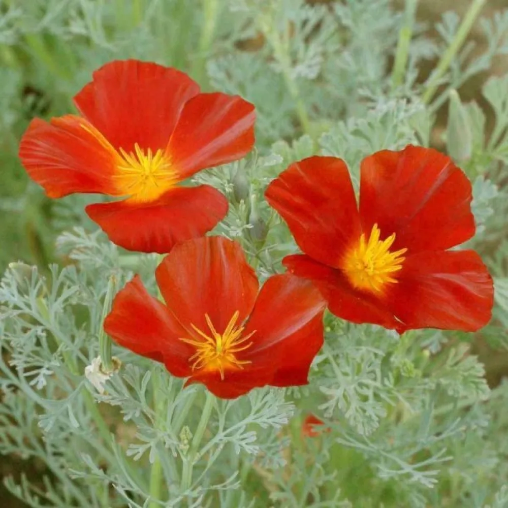 Kaliforniantunikko 'Red Chief', punainen