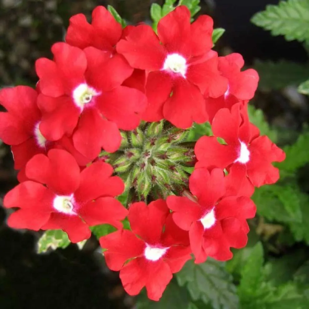 Tarhaverbena 'Sparkle', punainen valkosilmäinen