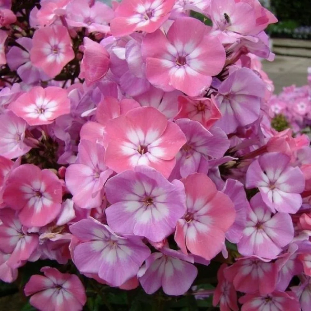 Kesäleimu 'Leopoldii'