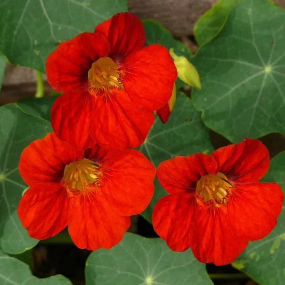 Koristekrassi 'Empress of India' – mikroversoiksi