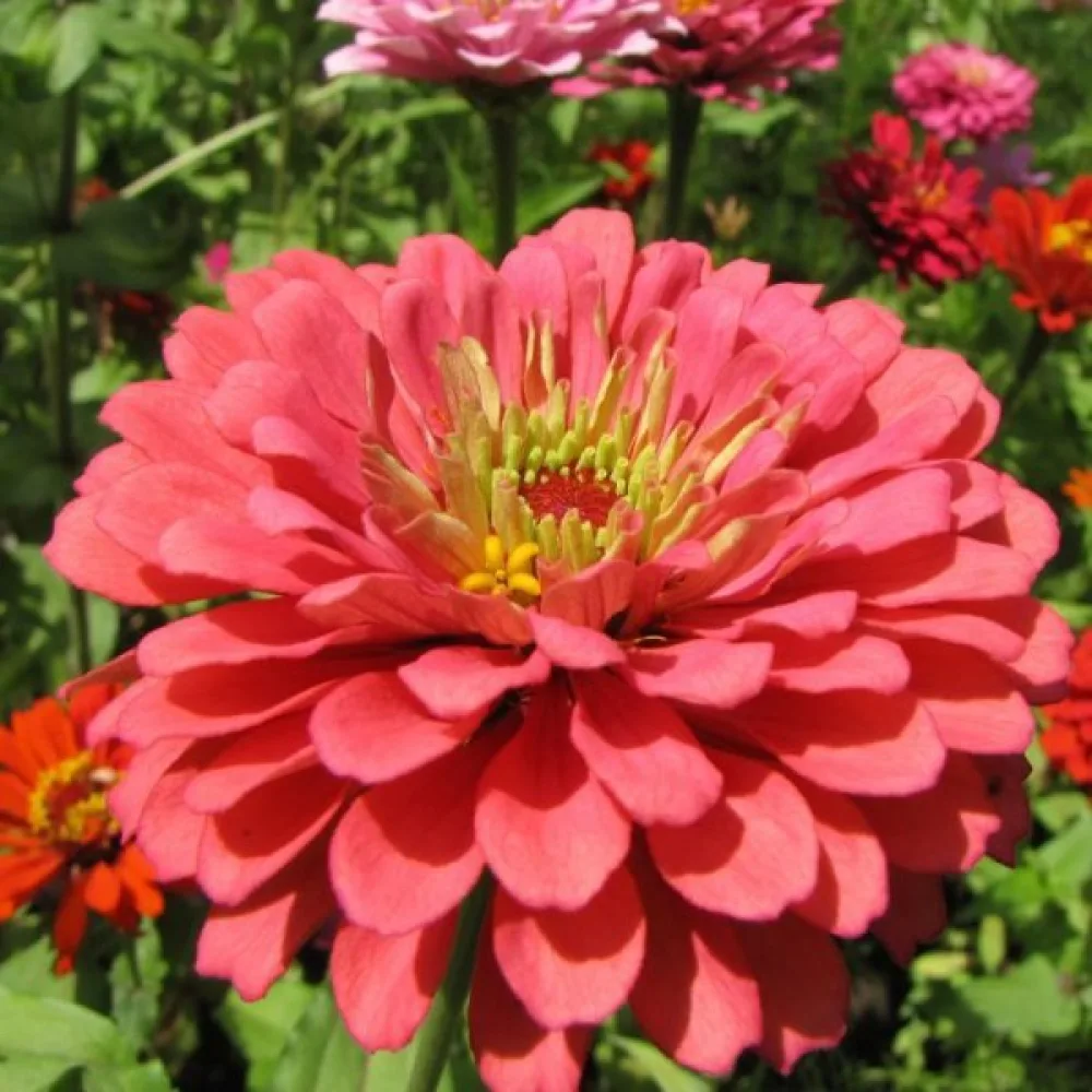 Tsinnia 'Salmon Queen'