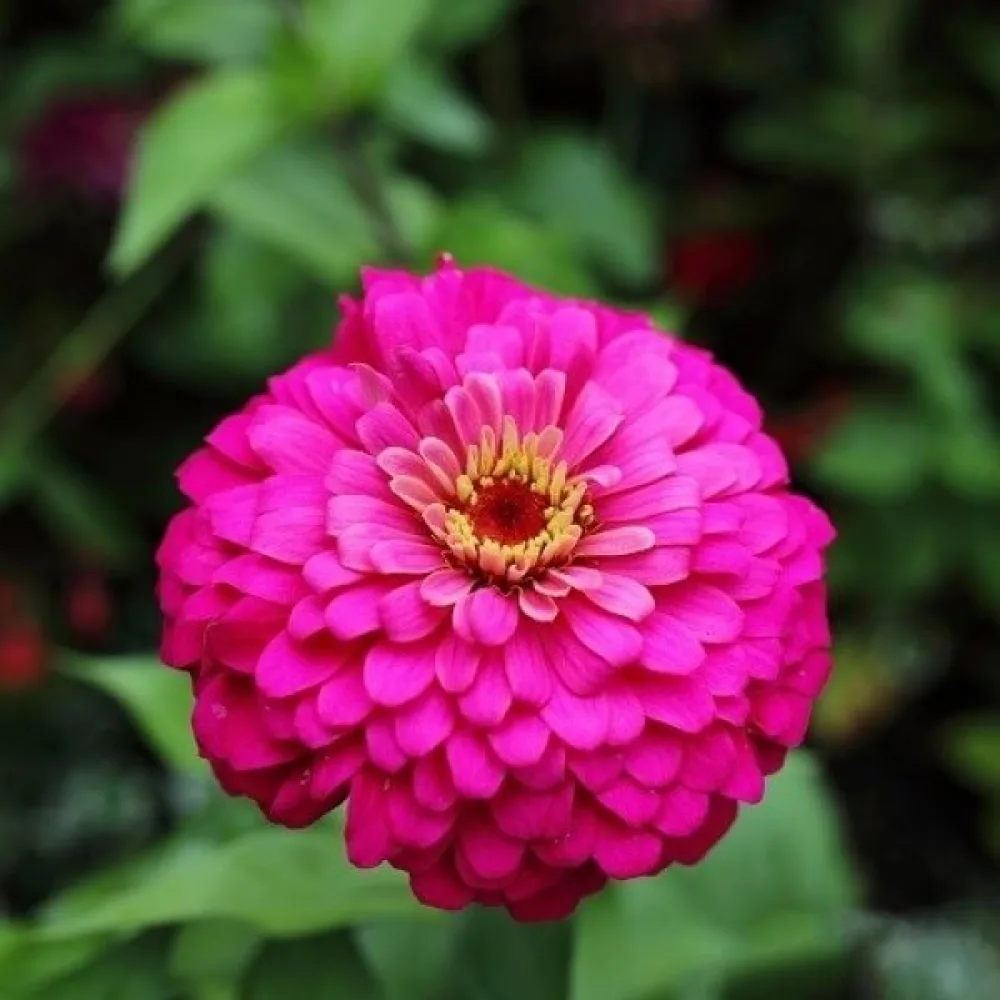 Tarhatsinnia 'Lilliput Rose Gem'
