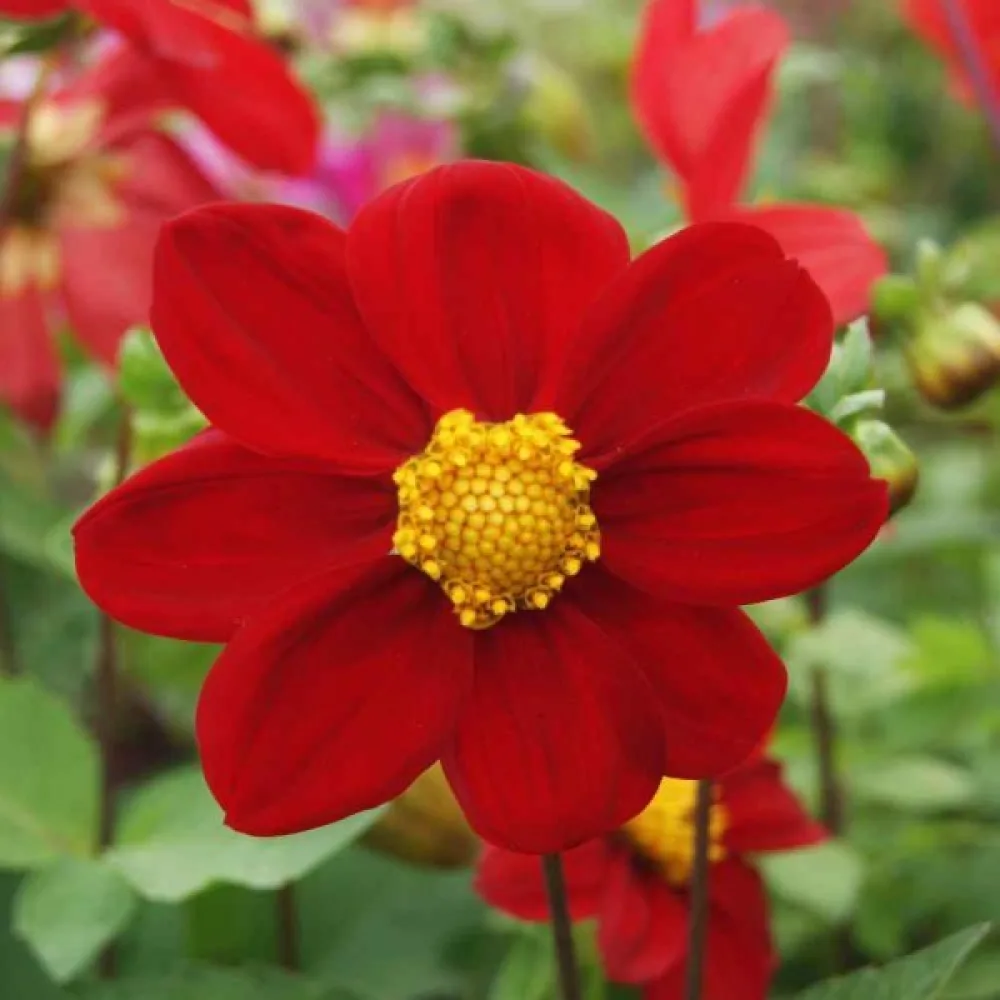 Matala daalia 'Mignon Red Shades'