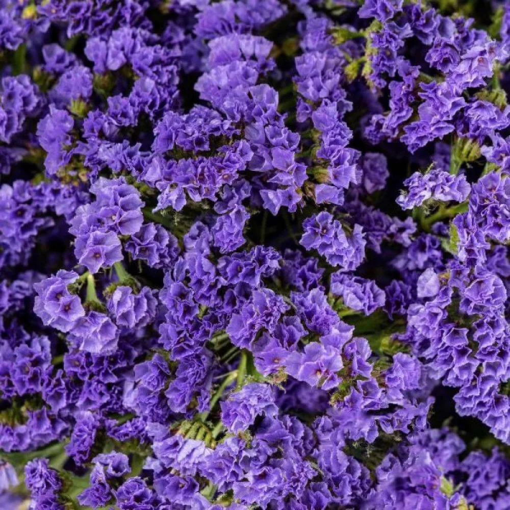 Limonium sinuatum – syvänsininen